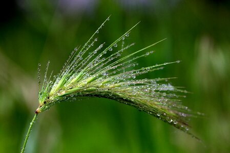 Dew green plant