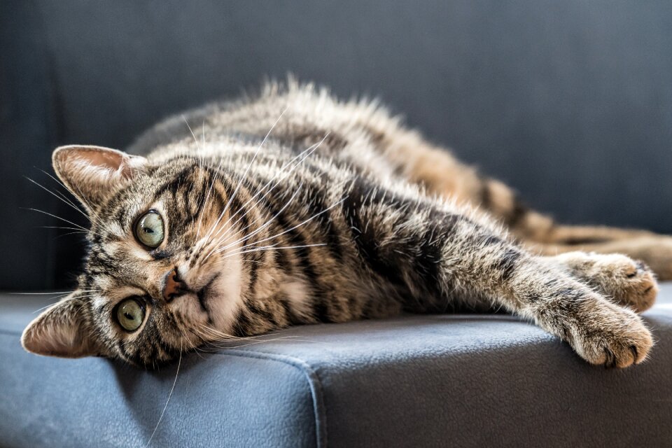 Relax pet grey fur photo