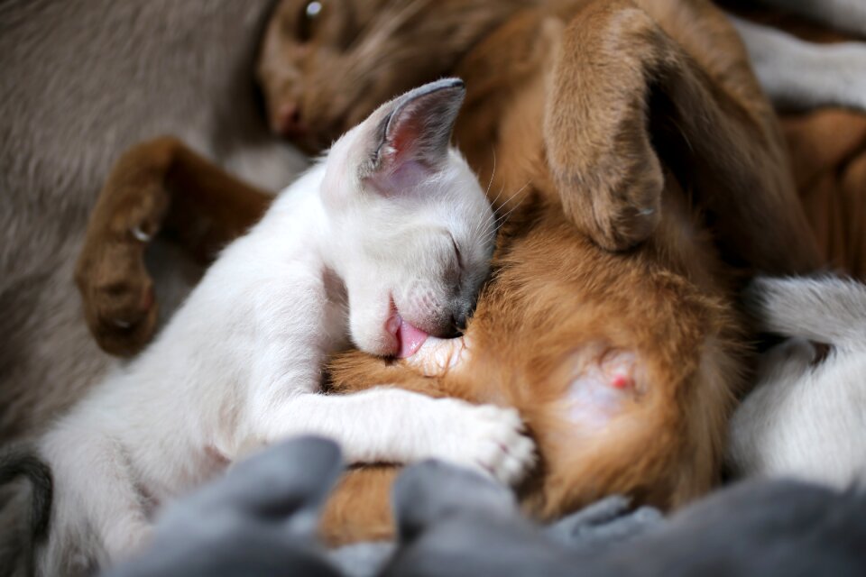 Teat siamese cat dreams