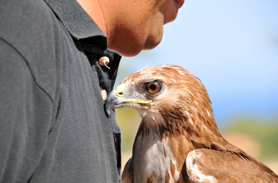 Bird feathers wild