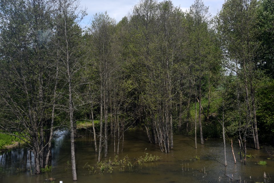4534_Nature_Belarus_May_2019