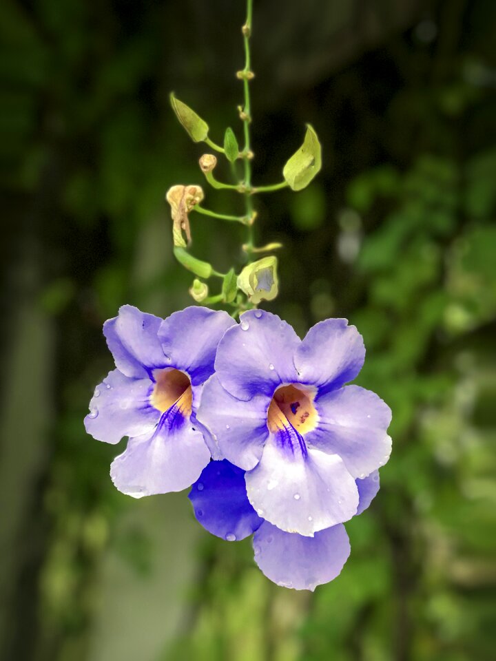 Blue flower thunbergia