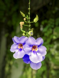 Blue flower thunbergia
