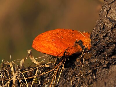 Vermilion sponge rust red cinnabar mushroom photo