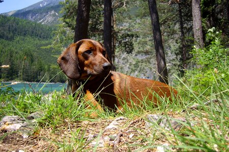 Hunting dog fernsteinsee tyrol