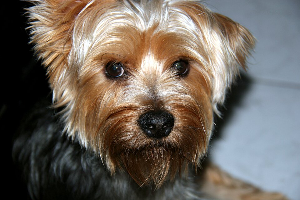 Dog beautiful animal