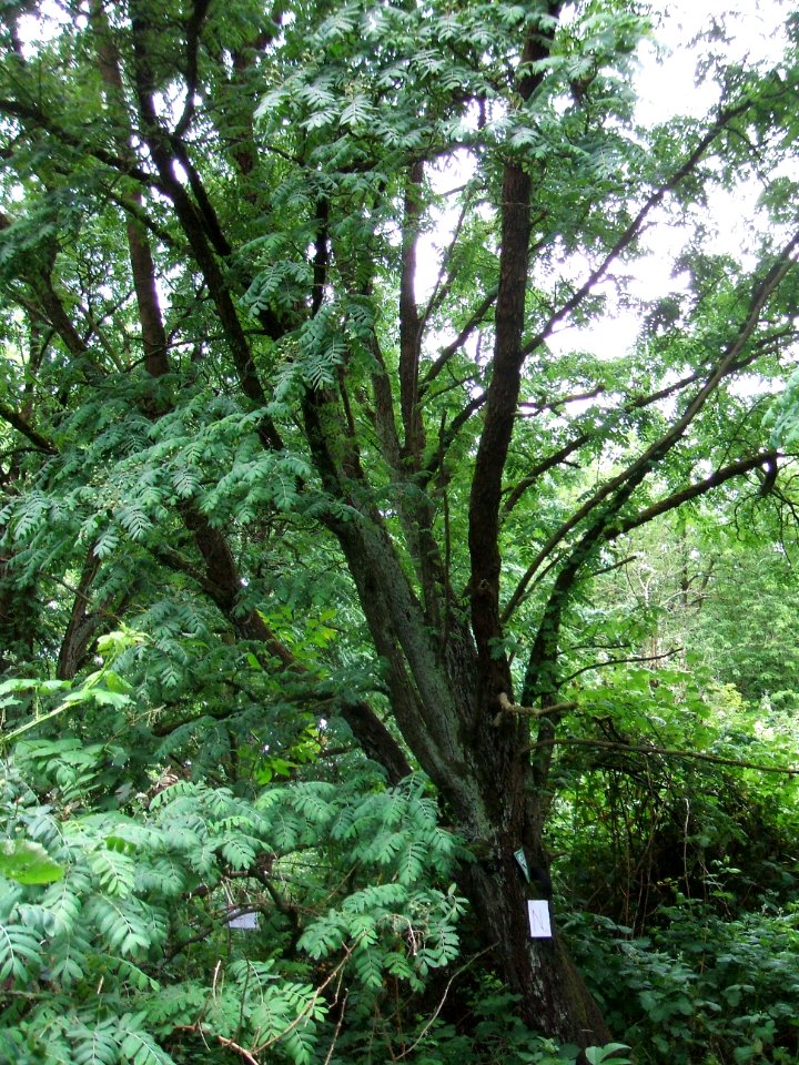 5_Speierlinge_Rödern_Ossenheim_N_4