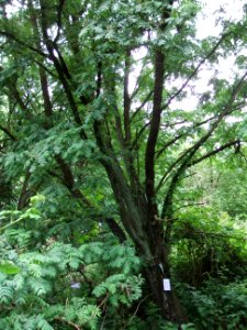 5_Speierlinge_Rödern_Ossenheim_N_4