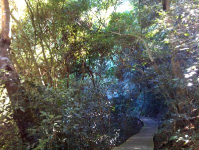 5_Table_Mountain_-_Contour_path_through_indigenous_forest_-_CT