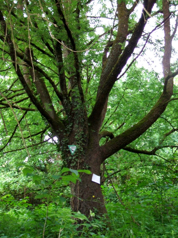 5_Speierlinge_Rödern_Ossenheim_NW_1