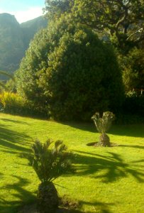 5_Podocarpus_henkelii_-_Henkels_Yellowwood_-_SA