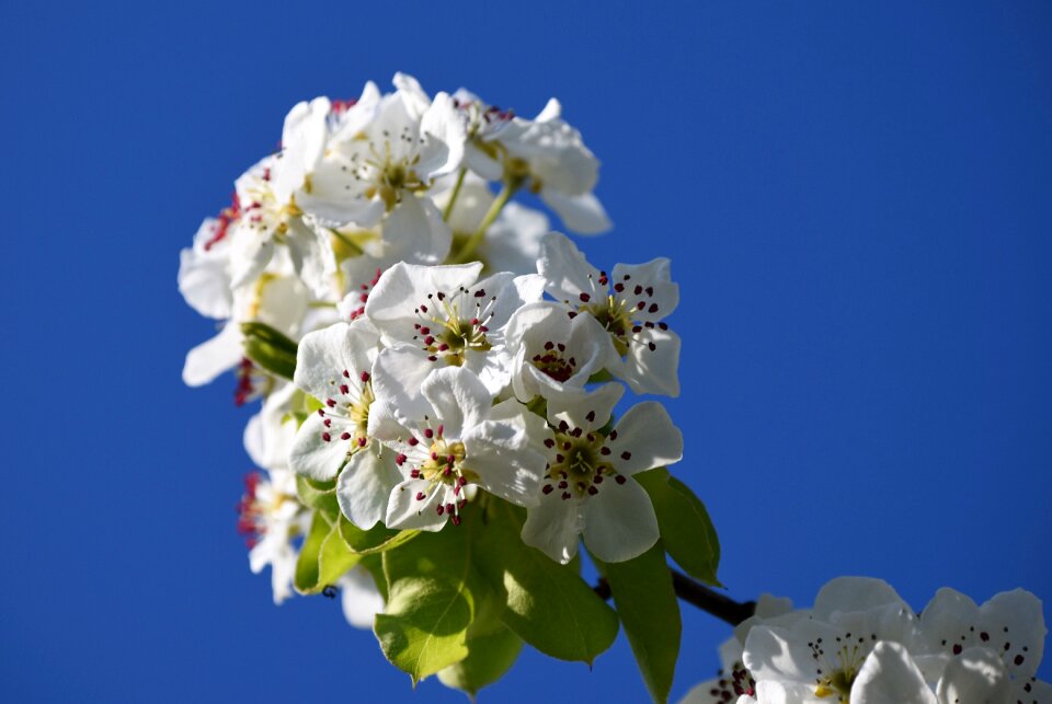 Apple tree full bloom blue