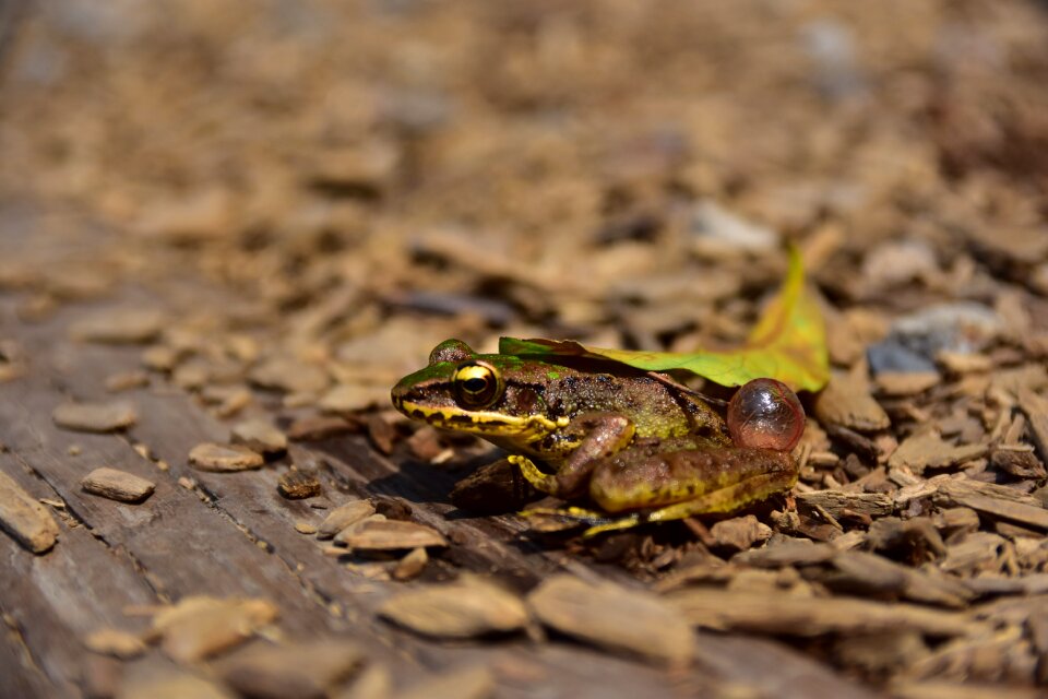 Taiwan hsinchu frog