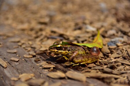 Taiwan hsinchu frog