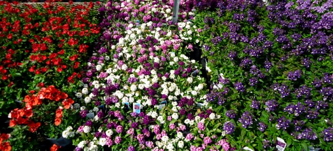 5_inch_annuals_cold_tolerant_plants_in_New_Jersey_April