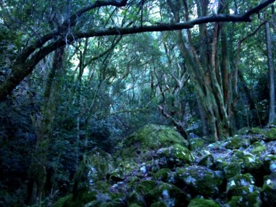 5_Indigenous_forest_on_Devils_Peak_-_Cape_Town