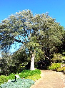 5_Kiggelaria_africana_tree_-_Cape_Town