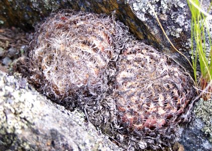 5_Haworthia_arachnoidea_-Worcester