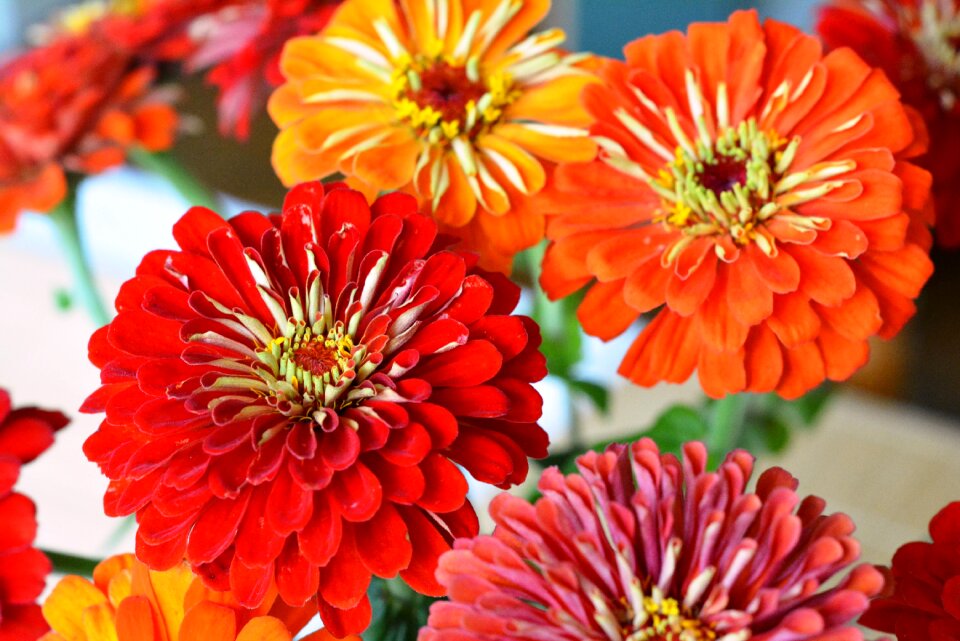 Flowers bouquet orange