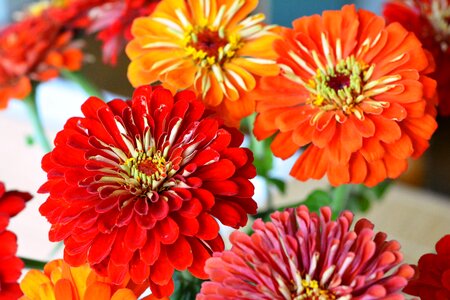 Flowers bouquet orange