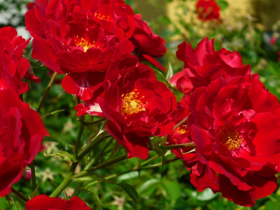 Red front yard summer