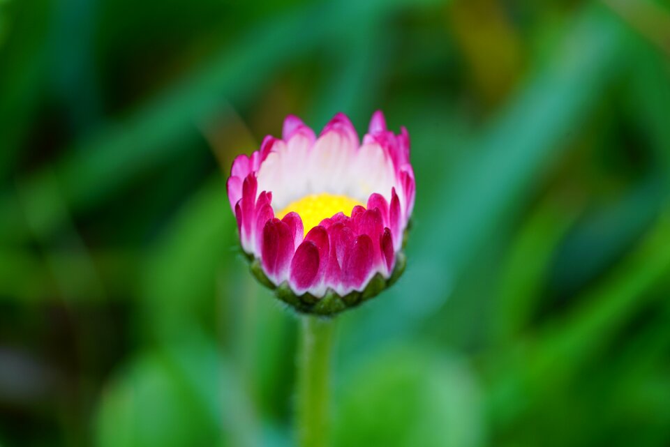 Bloom pink tender