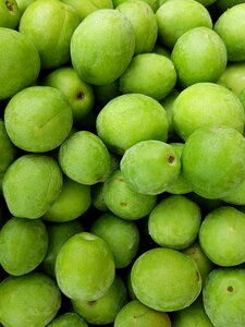 Blue plum plum to move purchase office