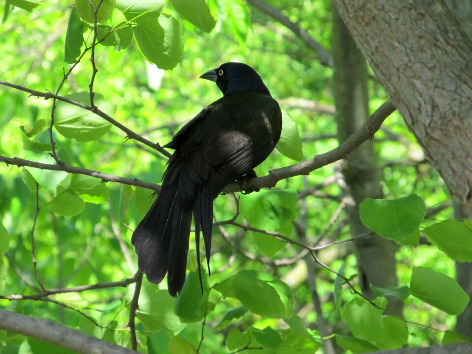 Tree perched corvus