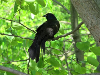 Tree perched corvus photo