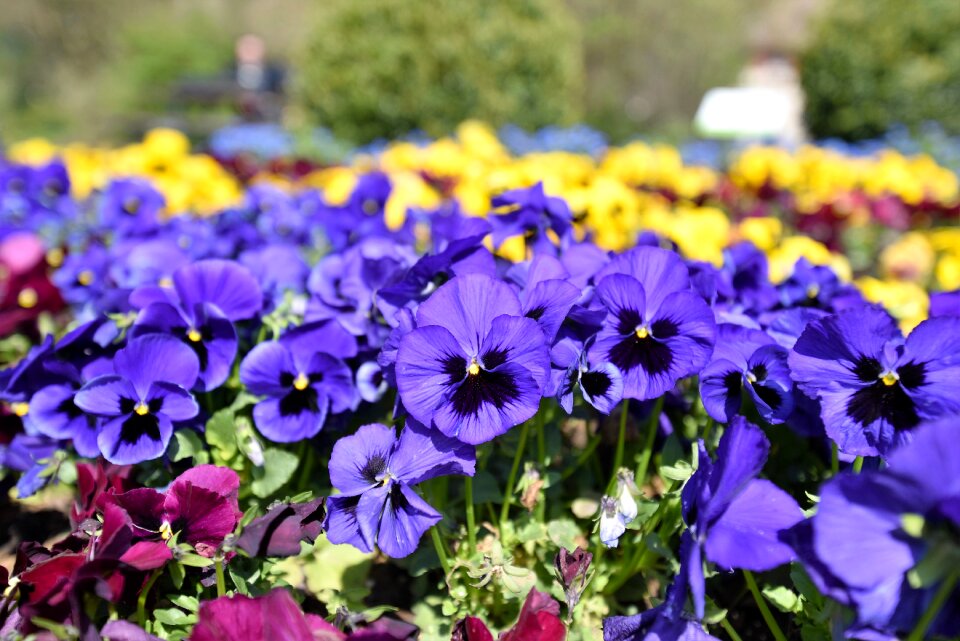Bloom yellow flower violet