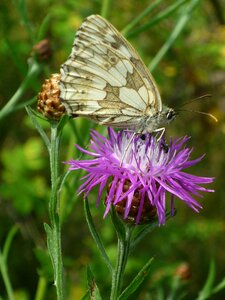 Wild flower butterfly nature photo