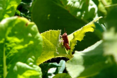 Green macro bug photo