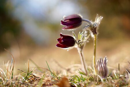 Plant common pasque flower macro