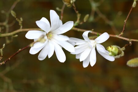 Flower white spring
