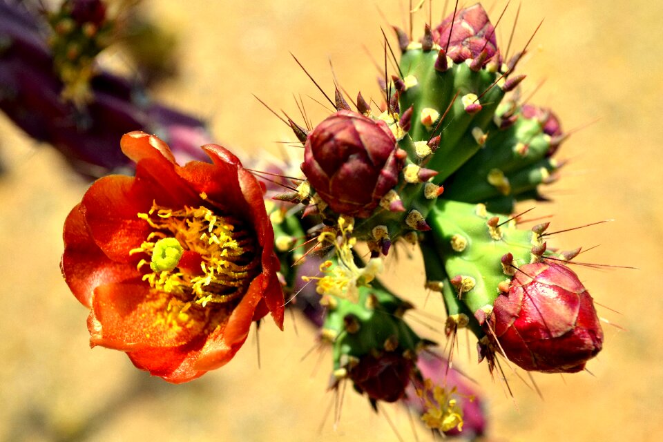 Usa plant blossom