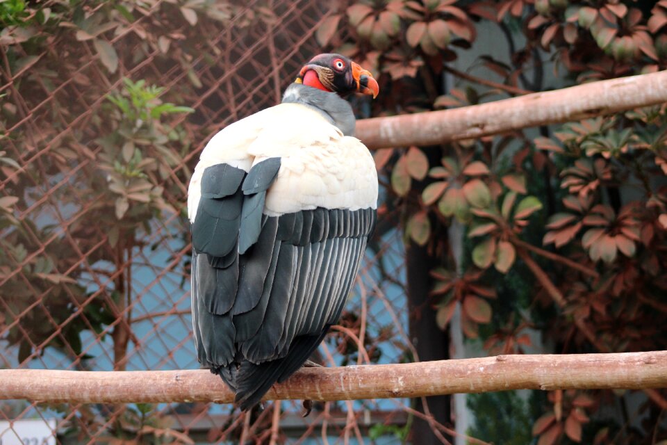 Animal nature animals