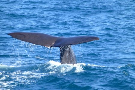 6(13)_Sperm_whale