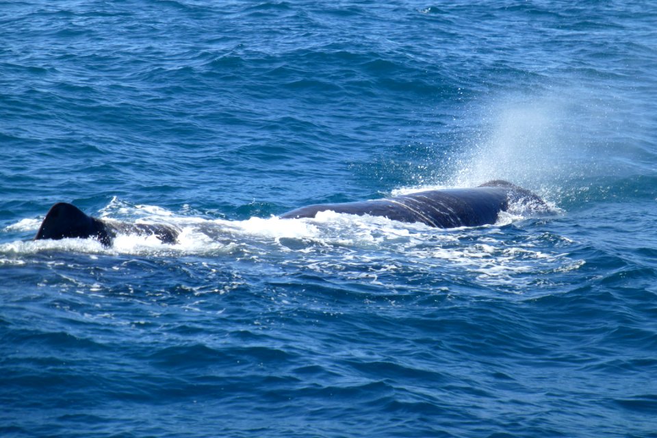 6(23)_Sperm_whale
