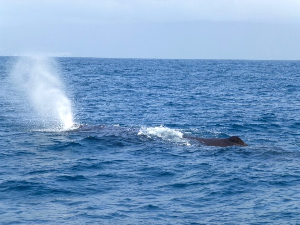 6(3)_Sperm_whale_(Physeter_macrocephalus)