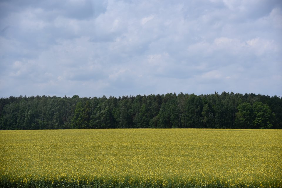 4621_Field_in_Hrodna_Region_Belarus_May_2019