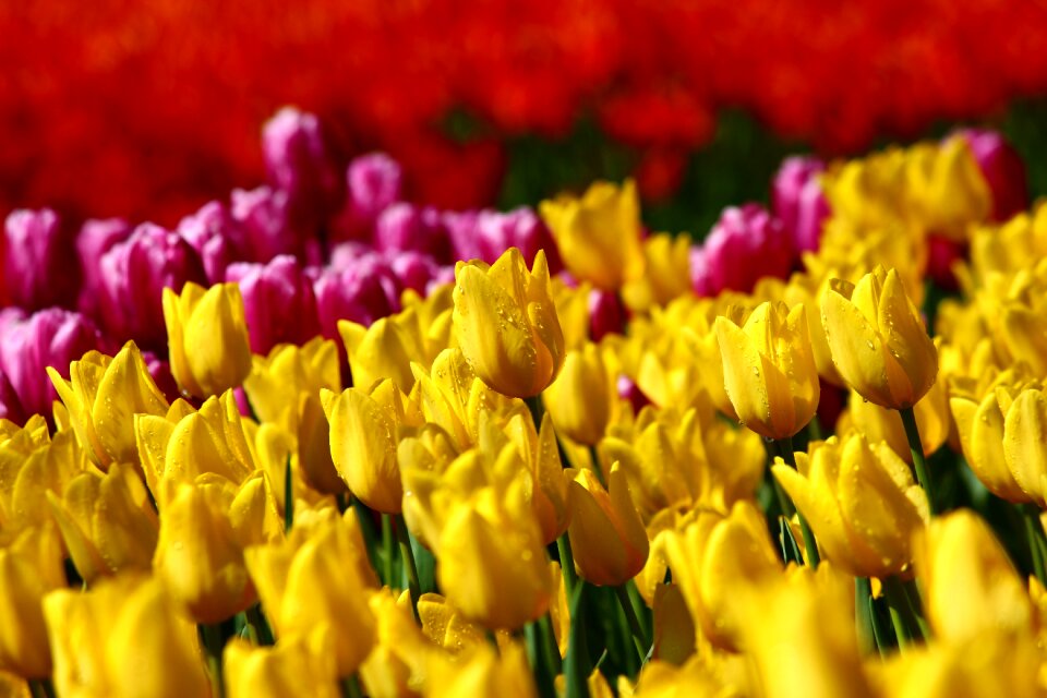 Tulips tulip festival spring konya