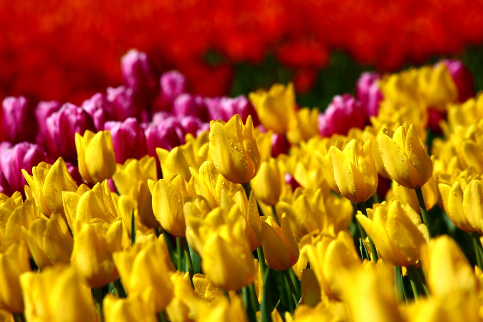 Tulips tulip festival spring konya photo