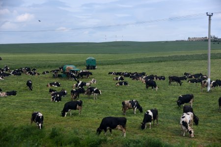 4550_Cows_in_Belarus
