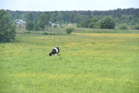 4610_Cow_Belarusian_rural_landscape_May_2019 photo