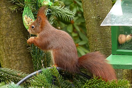 Sciurus vulgaris major mammal garden futtersuche