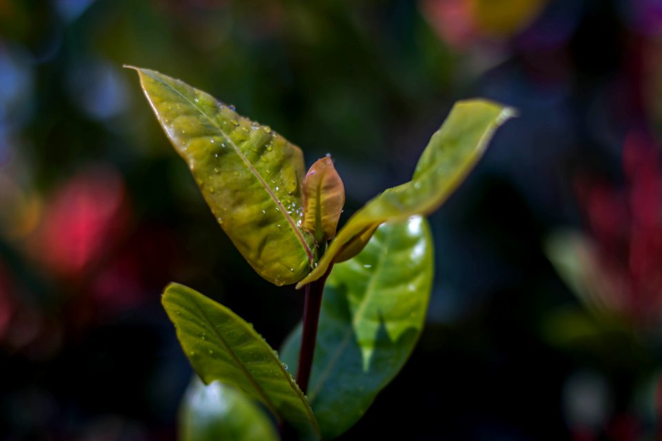 500px_photo_(205790665)