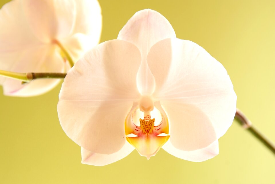 White flower plant