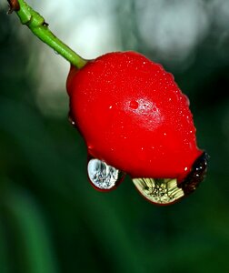 Drip raindrop water