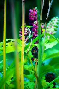 500px_photo_(168064547)