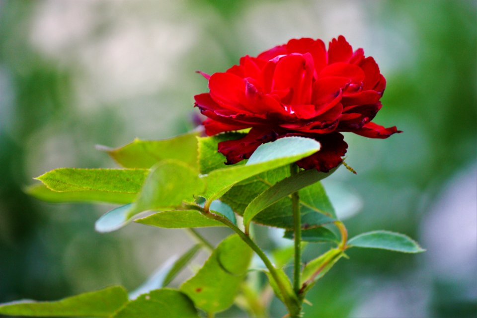 500px_photo_(168129491)